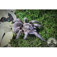 Aphonopelma seemanni / Costa Rican zebra tarantula Semi Adult  FEMALE    [F]  WC
